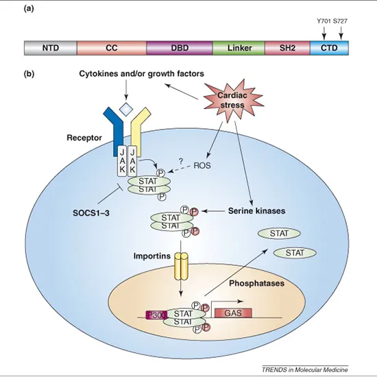 maternal myopathy with cardiomyopathy(mmc) mutation detection